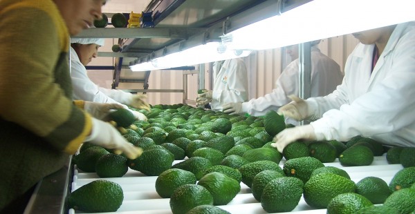 A 801 millones de dólares llegaron agroexportaciones en primer bimestre del 2015