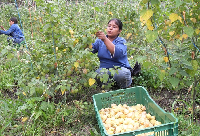 Siembra de productos alternativos y ecológicos dinamiza  la economía lambayecana