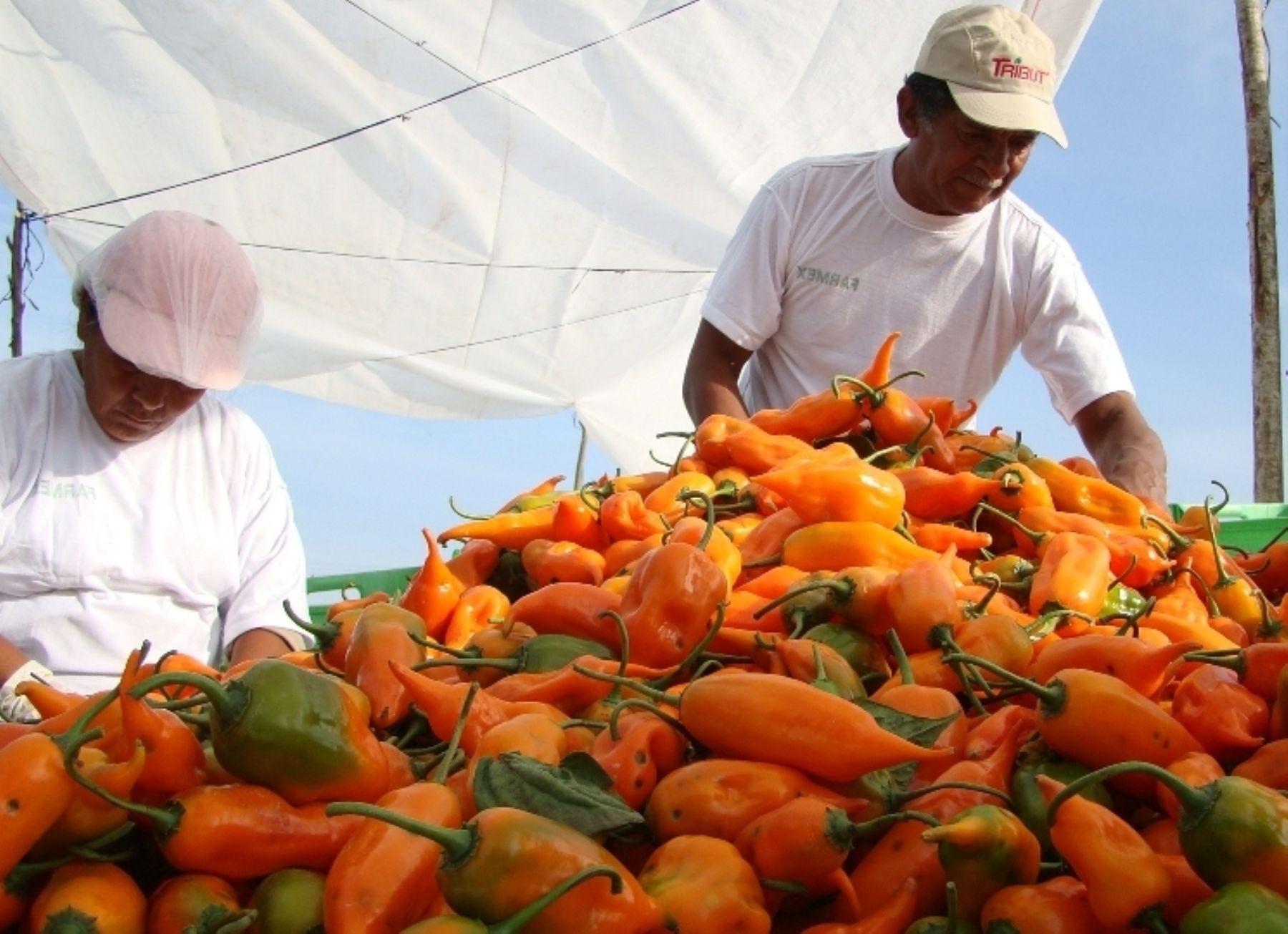 VI Convención Internacional de Capsicum se desarrollará en Chiclayo