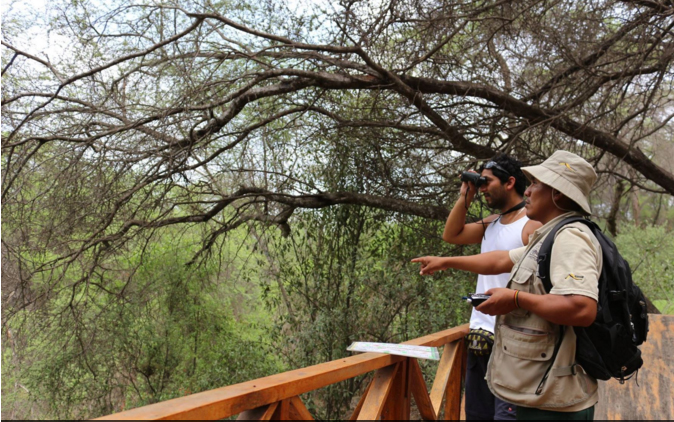 300 mil plantaciones de algarrobo cubren bosque de Pómac 