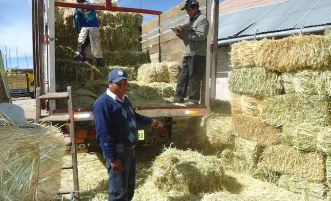Alimentos para ganado se entregará en Incahuasi, Cañaris y Salas tras incendios forestales