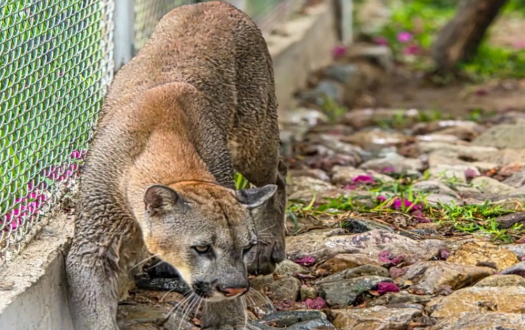 Lambayeque: zoológico Las Pirkas recibe distinción por rescate de animales silvestres
