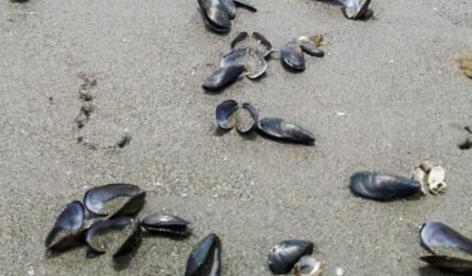 Aparecen moluscos varados en playas del puerto de Pimentel