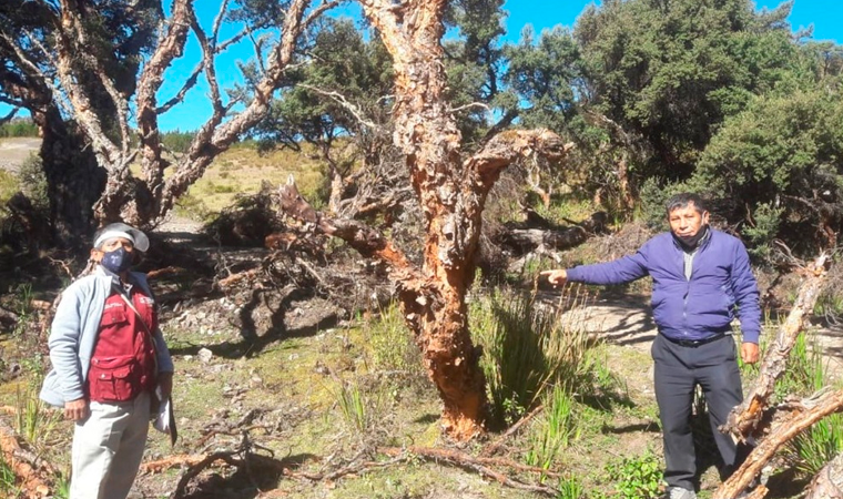  Lambayeque: ejecutan proyectos de reforestación en el distrito de Incahuasi