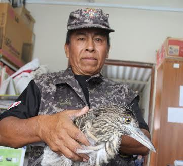 Serenos encuentran ave en extinción en La Victoria