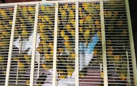 Rescatan a 120 aves que serían vendidas ilegales en Chiclayo