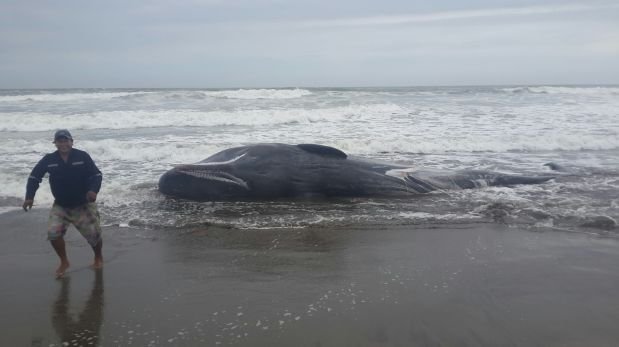 Cetáceo de más de 7 metros varó en la playa Lobos