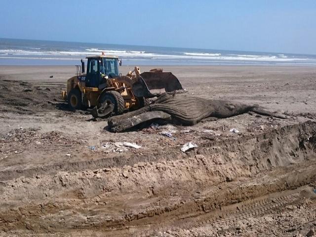 Entierran a ballena de 15 toneladas que varó en playa de Chiclayo