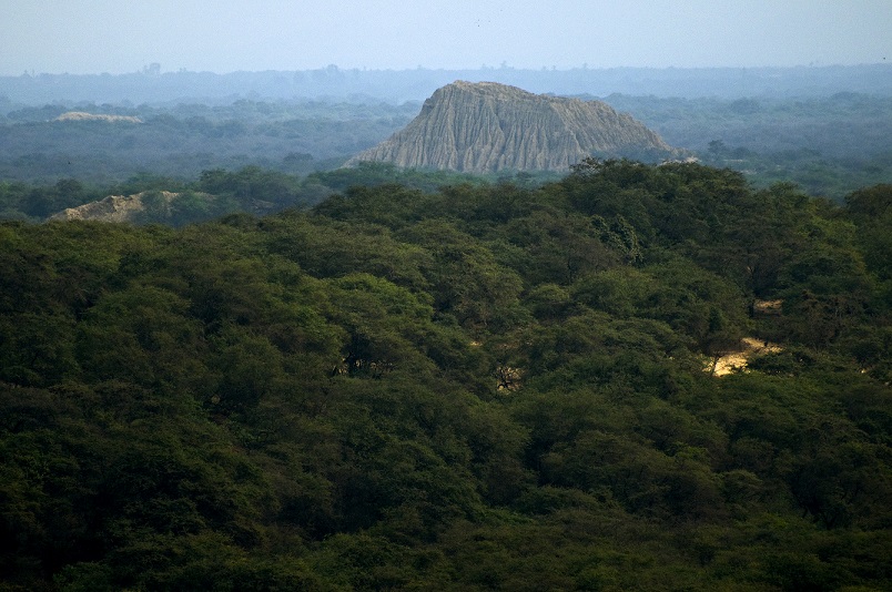 Ferreñafe: Santuario Histórico Bosque de Pómac es distinguido con Medalla de la Ciudad 