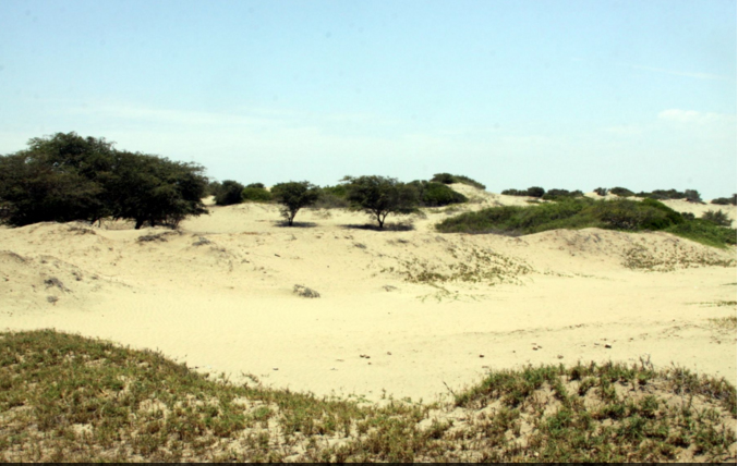 Olmos: campaña de reforestación en áreas afectadas por la tala ilegal 