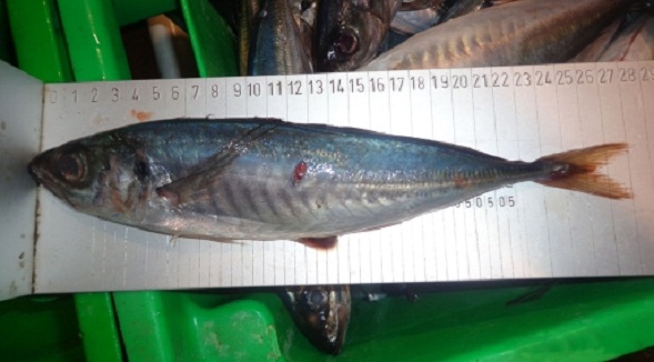 Decomisan más de 6 mil kilos de caballa juvenil en Lambayeque