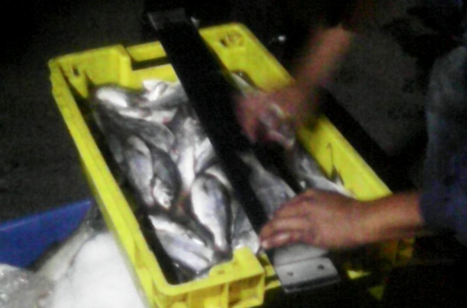 Mórrope: incautan más de 2 mil kilos de cachema sin talla mínima requerida