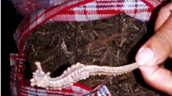 Más de 150 kilos de caballitos de mar decomisados en bus en Lambayeque