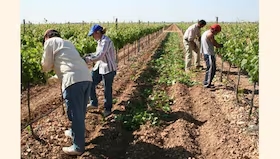 El agro perdió aproximadamente 196 mil puestos de trabajo