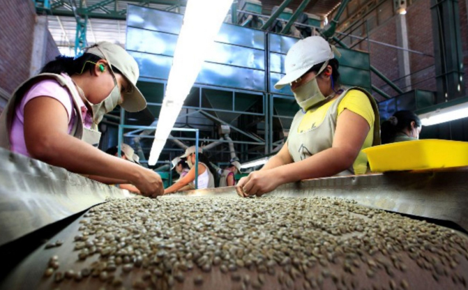 Lambayeque proyecta exportar 150 quintales de café a Corea del Sur