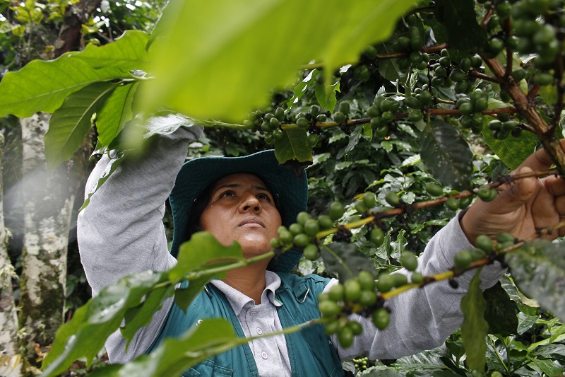 Grano de café peruano podrá exportarse nuevamente a Colombia