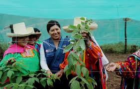 Beneficiarios de proyecto piloto de cultivo de frambuesa en Lambayeque son capacitados en prácticas agrícolas