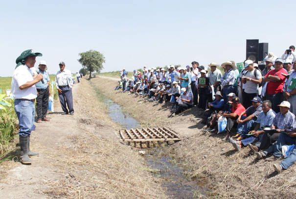 Más de 400 productores de arroz de La Libertad y Lambayeque son capacitados por el INIA