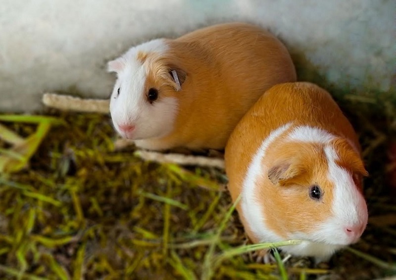Carne de cuy, el alimento que previene el cáncer por su formidable aporte nutricional