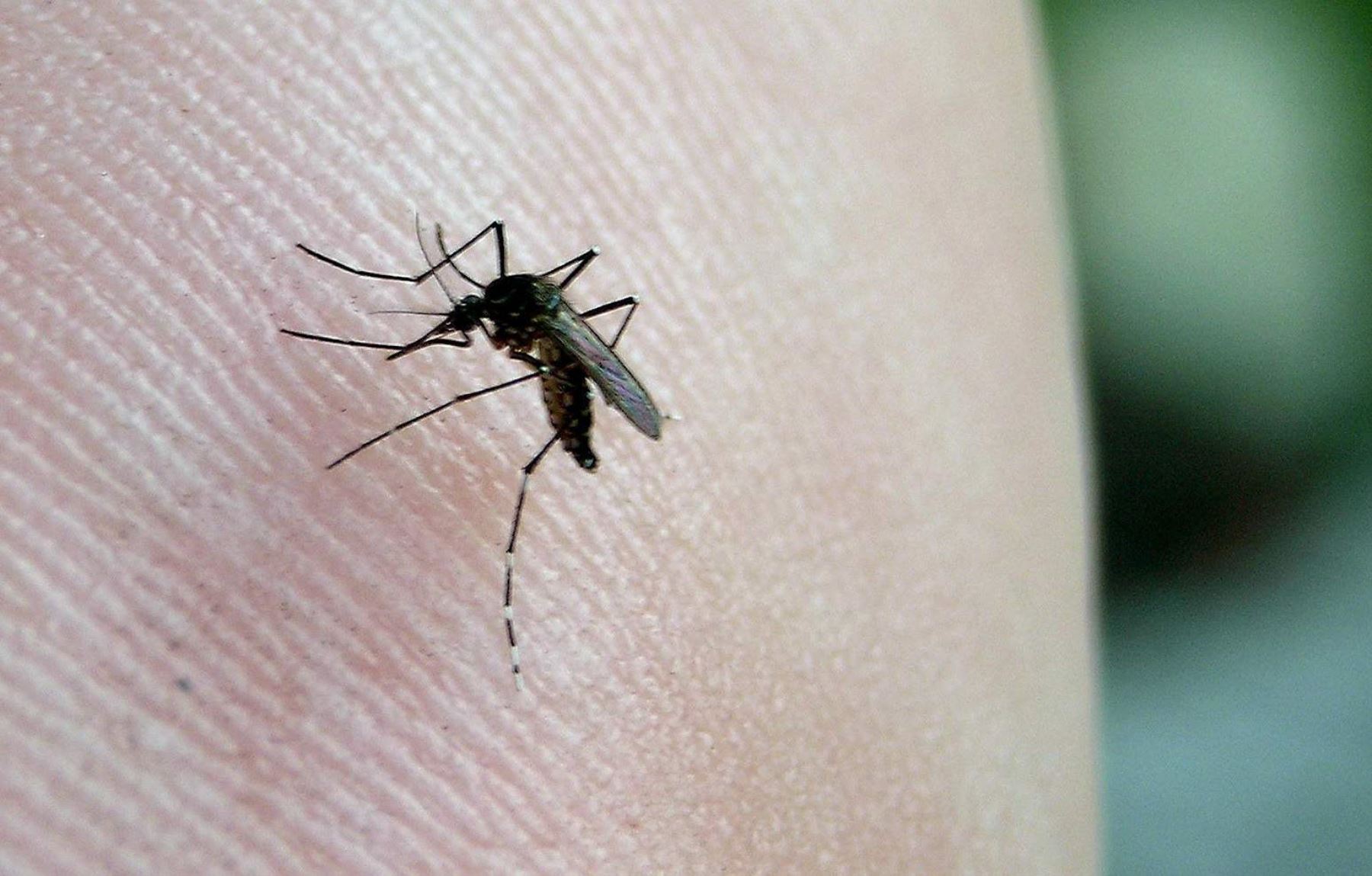 Colombiana registra primer caso importado de chikungunya en Lambayeque