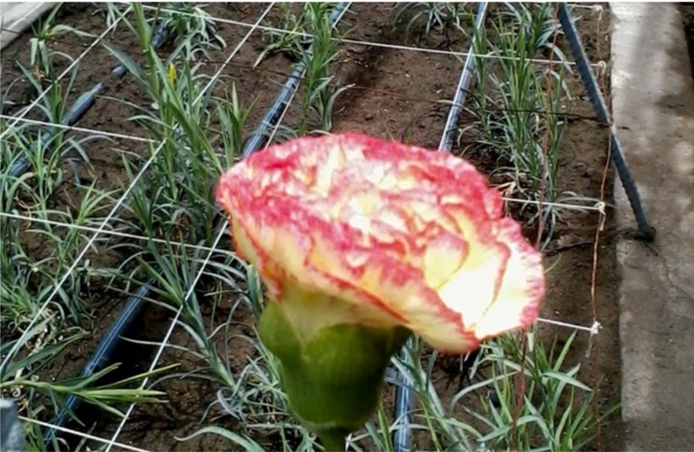 Lambayeque inició producción de claveles en invernaderos para exportación