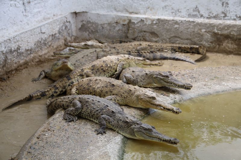 Centro de conservación del cocodrilo americano del Fondepes recibió  más de 37 mil visitantes en el 2025