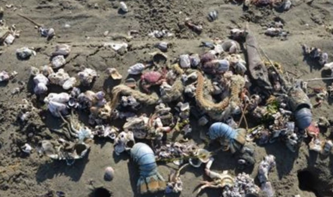 Condiciones anómalas provocaron varazón de especies marinas en Lambayeque