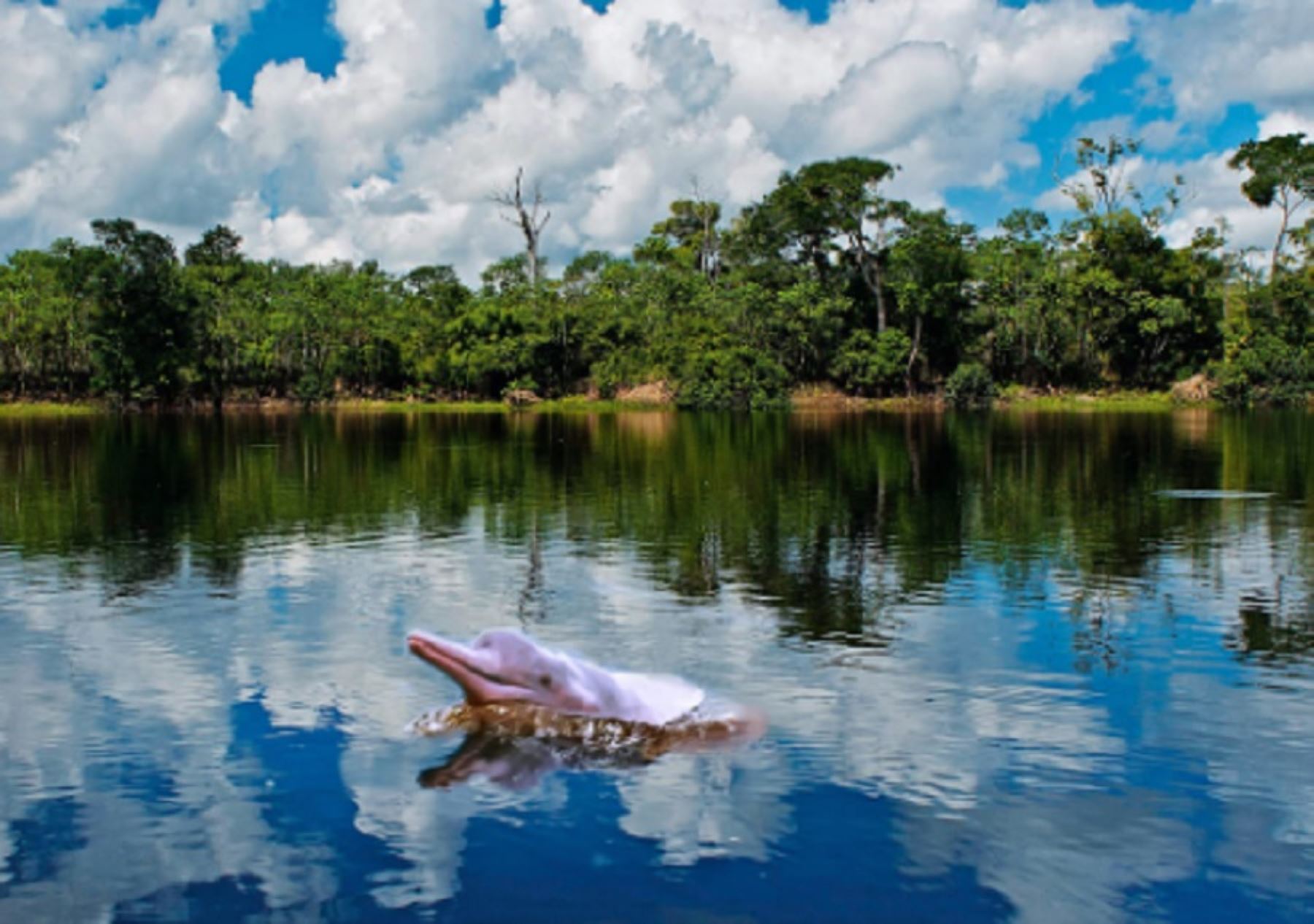  Congreso Forestal mundial es una oportunidad para mostrar nuestra lucha contra el cambio climático
