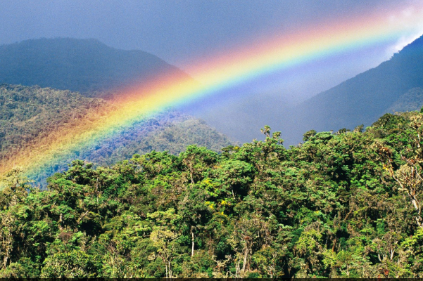 Lambayeque entre las regiones comprometidas con la conservación de bosques