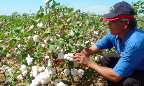 Aprueban inicio de siembra de algodón pese a pronósticos del fenómeno de “El Niño”