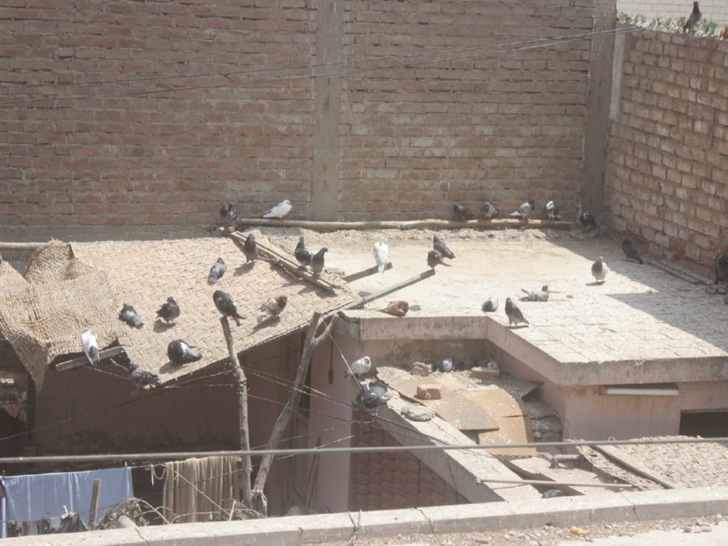 Chiclayo: Iniciarán denuncia contra familia por crianza de palomas 