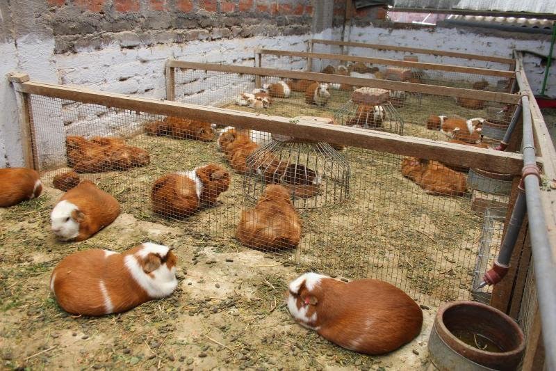 Sineace oficializó norma de competencia para criadores de cuyes en 6 regiones del país