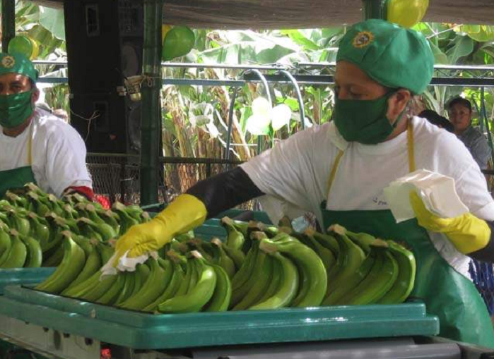 Minagri financiará a asociaciones agrícolas de Olmos para cultivo de banano orgánico