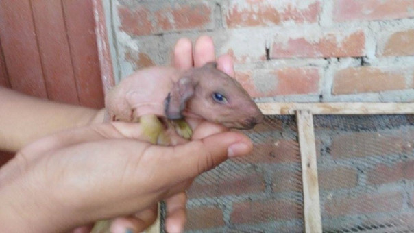 Población de Mórrope se alarma por nacimiento de cuy fenómeno