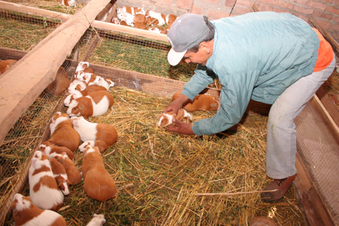 Más de 2 mil cuyes de Lambayeque se han comercializado con criadores ecuatorianos