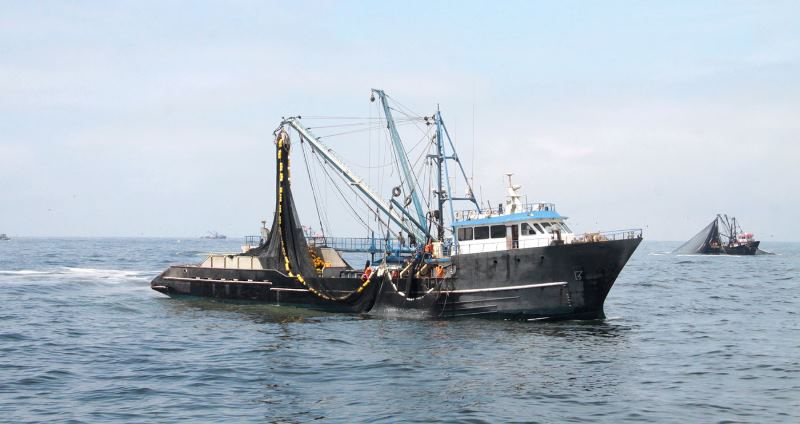 Datos oficiales sobre segunda temporada de pesca de anchoveta