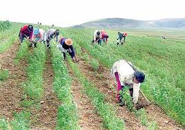 Sector agrícola impulsó crecimiento económico en Lambayeque