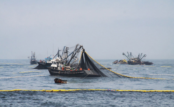 Desembarque de atún se incrementará en 80 % con nuevo decreto legislativo