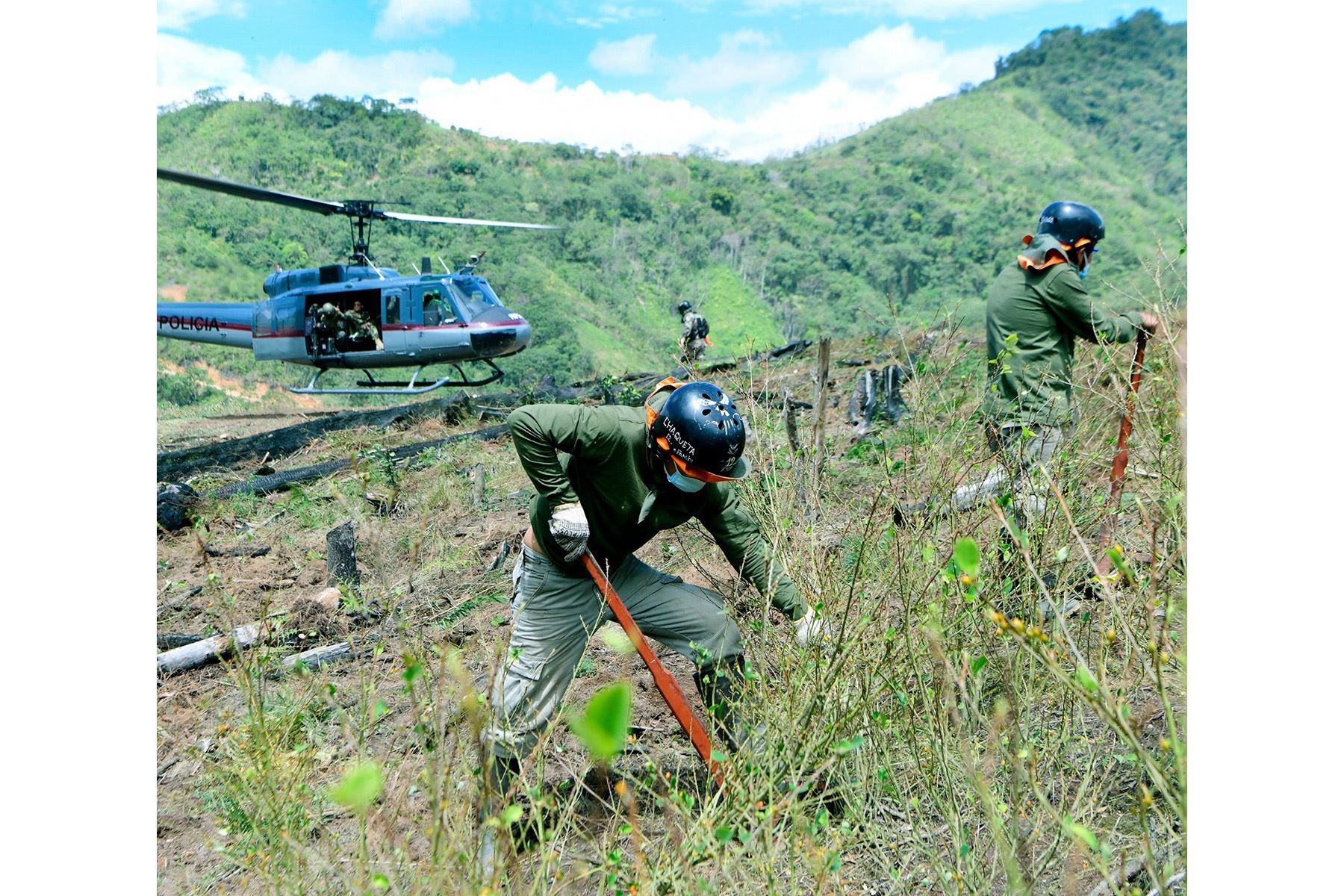 Perú reduce por segundo año cultivos de coca
