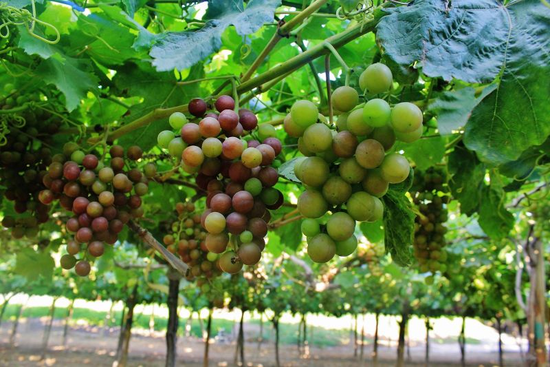 Exportaciones se incrementaron 20.2% en el primer semestre