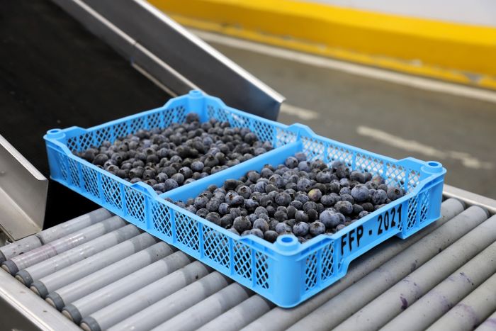 Impulsan envíos de arándanos peruanos a Japón