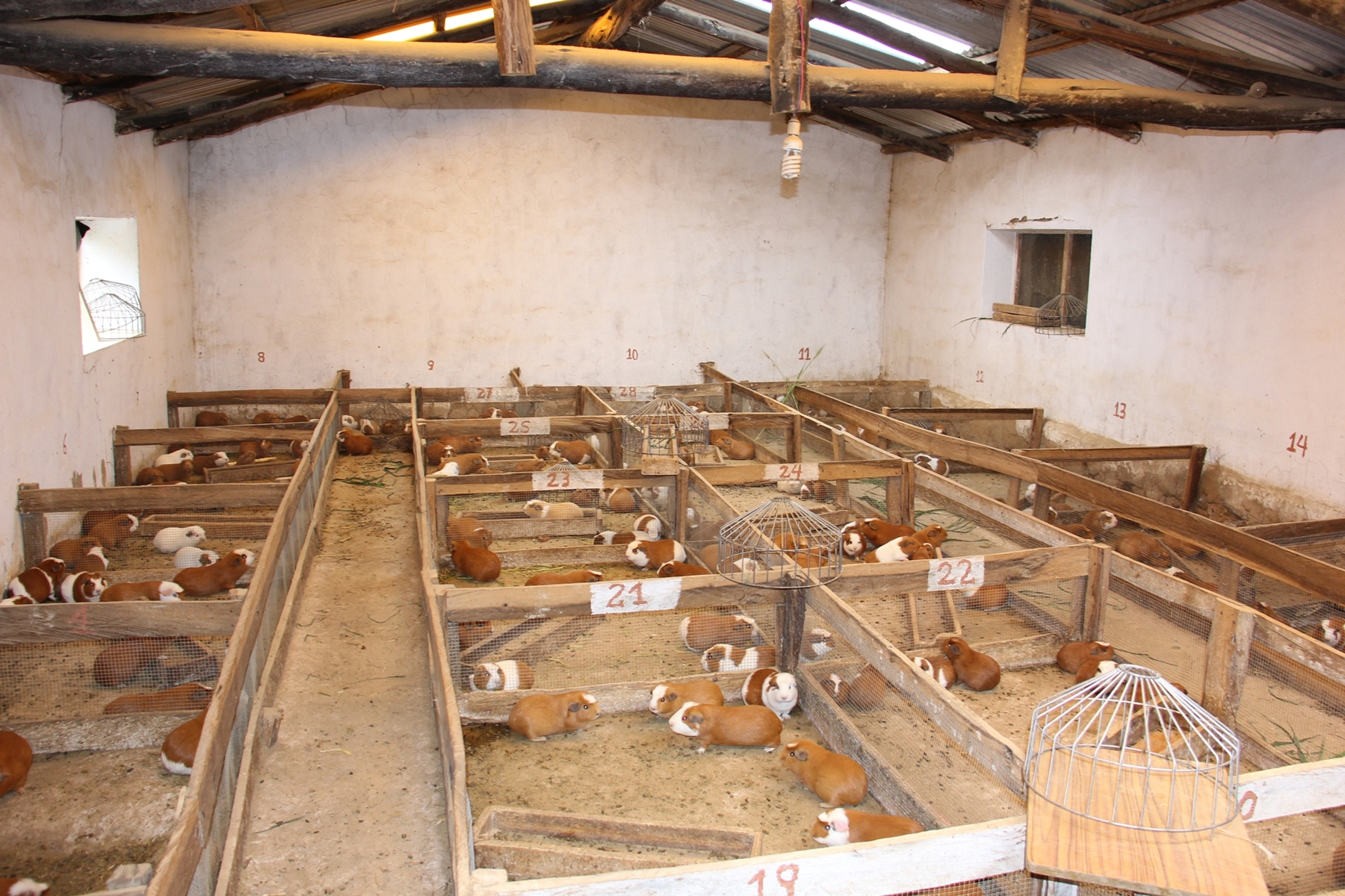 Foncodes: 209 mil familias cuentan con riego tecnificado para  mejorar sus emprendimientos