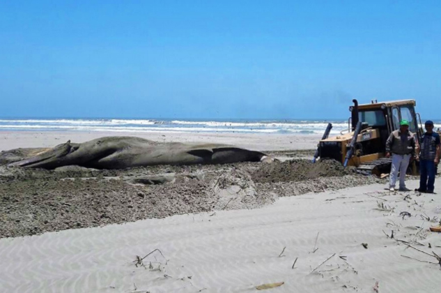 Entierran ballena jorobada que varó en Puerto Eten
