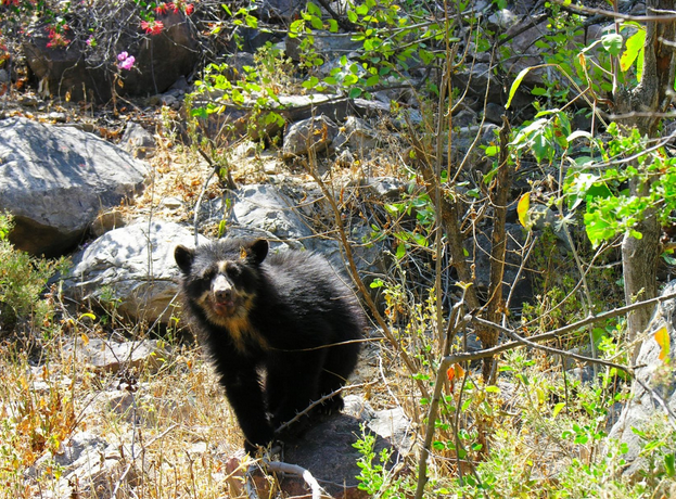 La BBC de Londres difundirá atractivos turísticos del Bosque de Pómac