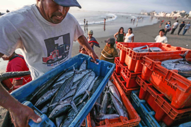 Produce establece límites de pesca jurel y caballa en 2018