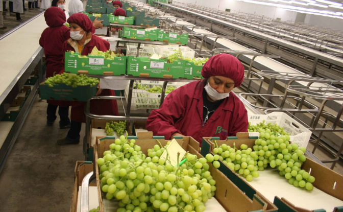 Sector agroexportador impulsa oportunidades laborales en Lambayeque