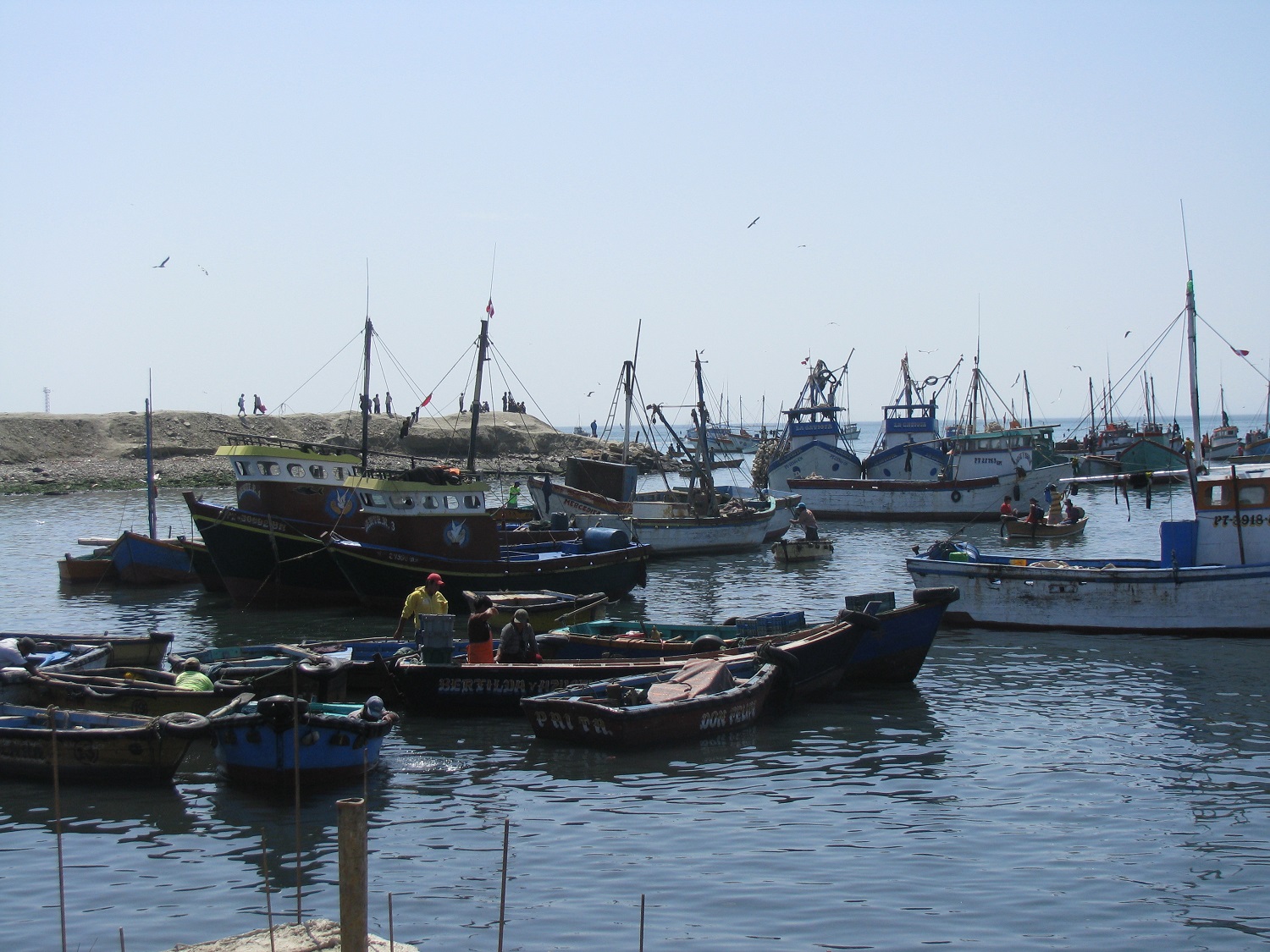 Exportación de pesca para consumo humano directo crece 30%