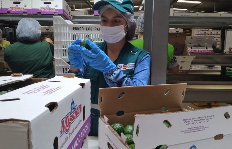 Exportaciones de palta siguen en ascenso pese al impacto del COVID-19