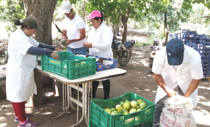 Lambayeque exportará más de 96 toneladas de maracuyá a Holanda