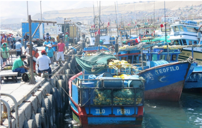 Imarpe realizará extracción exploratoria del erizo rojo